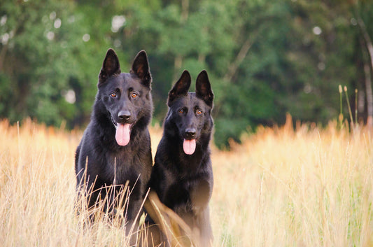 Stages of Dental Disease in Dogs (Dog Periodontal Disease Stages)