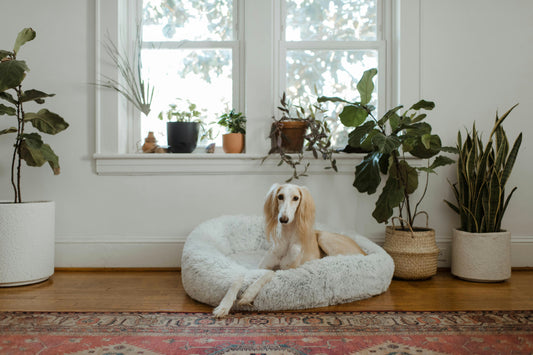 DIY Dog Bed for Large and Small Pups Alike