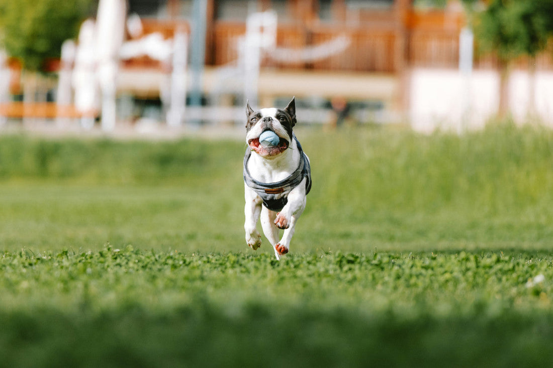 Fish Oil vs Coconut Oil for Dogs: Is Fish Oil or Coconut Oil Better for Dogs?