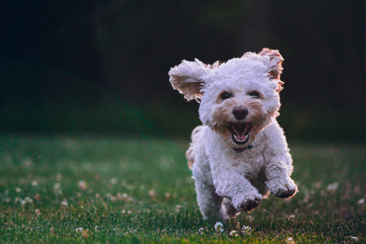 Dog Hip Clicking When Walking