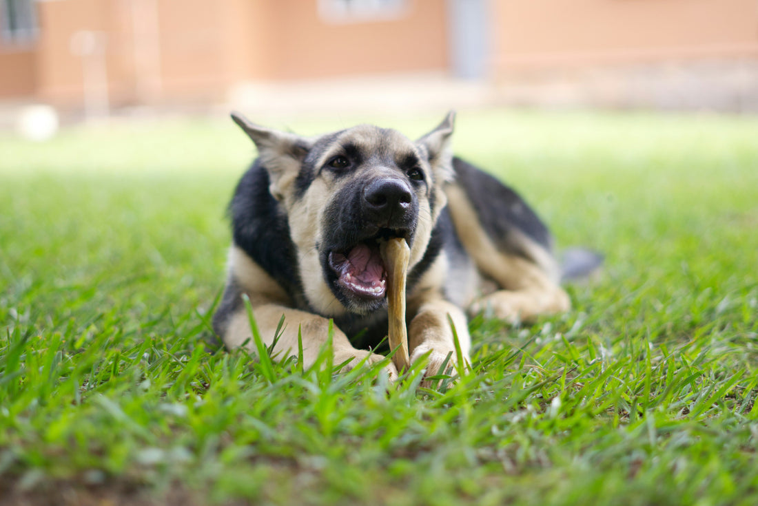 oravet dental chews vs greenies