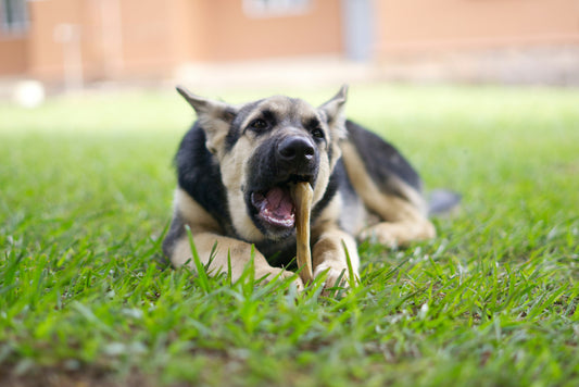 oravet dental chews vs greenies