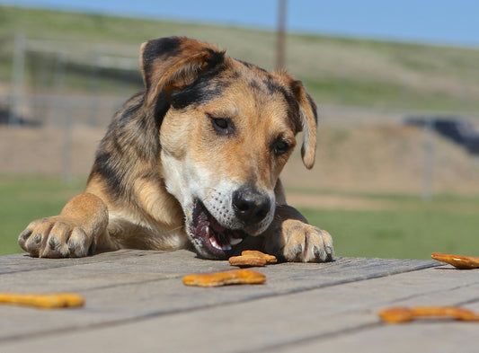 whimzees dental chews vs greenies