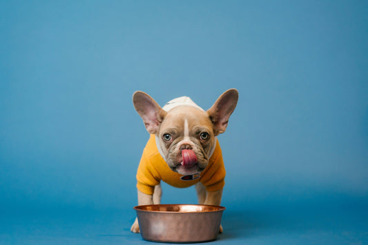 what dog food has probiotics in it