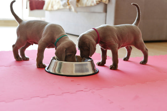 fish oil vs salmon oil for dogs
