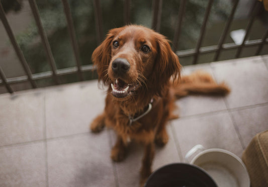 How to Get Dog to Eat Probiotics
