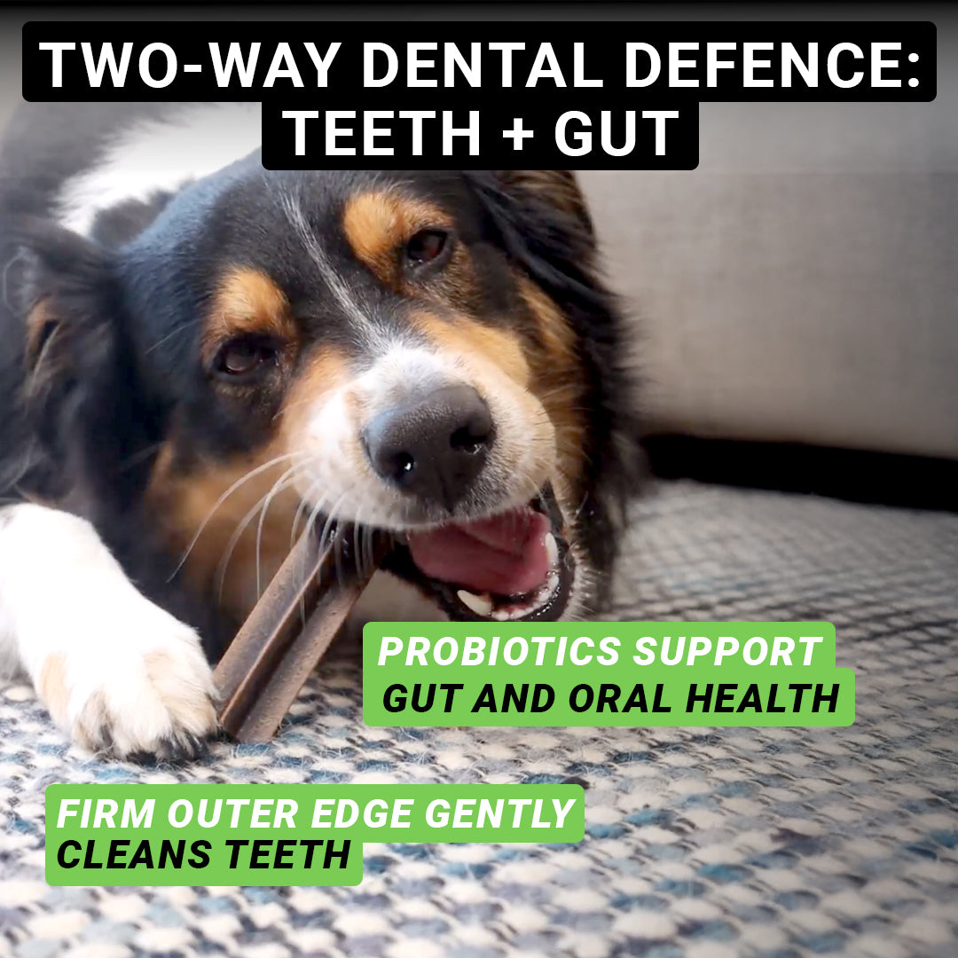Dental Sticks (US)